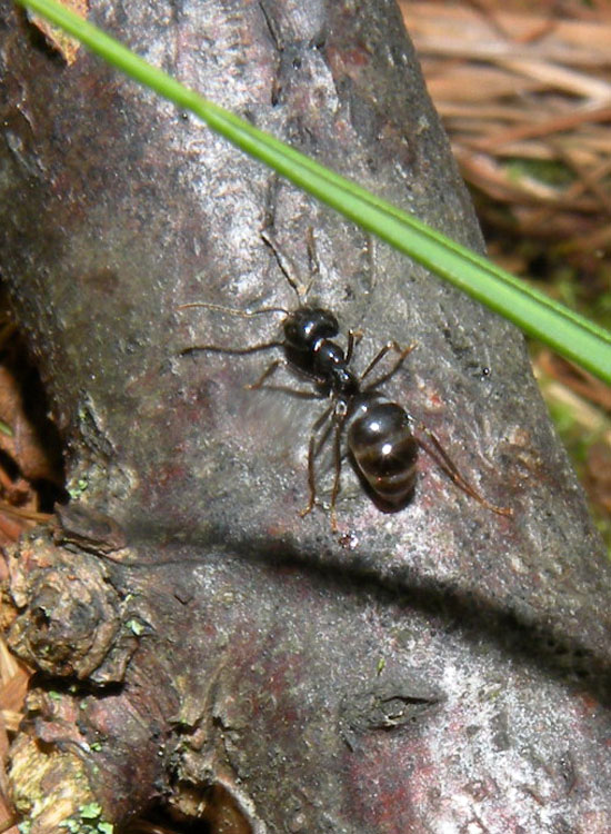 Lasius fuliginosus, Lasius cfr emarginatus, Formica gr. rufa